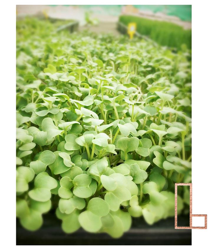 Photo of microgreens cultivated